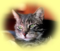 Katze