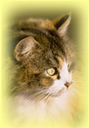 Katze