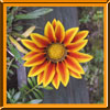 Sch&ouml;pfung