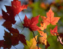 Herbst
