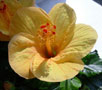 Hibiskusbl&uuml;te