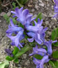 Hyazinthe