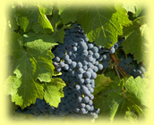 Weinstock