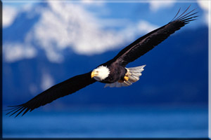 Adler